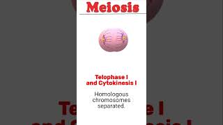 Meiosis animation biology meiosis [upl. by Regnig591]