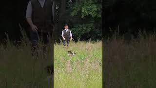 Spaniel Spaniel working on Cold Game dogtraining spaniel gundogtraining [upl. by Ewold]