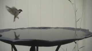 Bird Hovering In Super Slow Motion [upl. by Gollin]