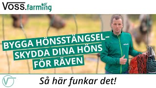 Skydda höns för räven  bygga hönsstängsel [upl. by Catharina]