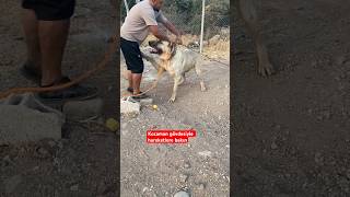 Gezmeyi seven ayı çocuk dog kangaldog köpek kangal [upl. by Starkey]