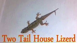 Rare video of house Lizard two tail [upl. by Adiv698]