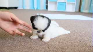 Cute Teacup Puppy Shih Tzu [upl. by Guerin]