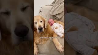 An infertile dog animals adorably cute shorts shortvideo [upl. by Huttan989]