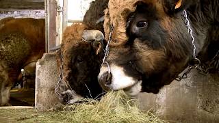 Les éleveurs de quotHAUTEquot la vache Aubrac égérie du salon de lagriculture 2018 témoignent sur SOBAC [upl. by Cost]