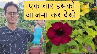 Best fungicide amp pesticide  नीला थोथा  चूने का बढ़िया प्रयोग  Rooftop Organics [upl. by Dunn152]