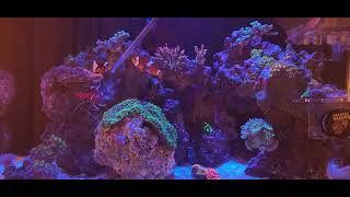 mysis shrimp feeding waterbox 352 aio [upl. by Abita]