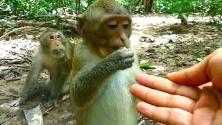 Full Action Daisy Monkey breetfeeding her baby on tree [upl. by Truelove]