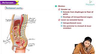 6  Peritoneum and retroperitoneum  Anatomy MBBS Lectures [upl. by Vinni]