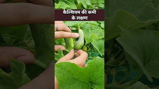 बेल वाली सब्जियाँ टेढ़ी हो जाती हैं micronutrients की कमी की पहचान उपाय सीख लो🥒 micronutrients [upl. by Brout]