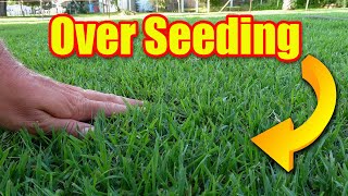 Overseeding Fall Lawns  Warm and Cool Season Grasses [upl. by Curtice103]