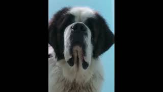 SAINT BERNARD IN KERALA OREO [upl. by Desdee892]