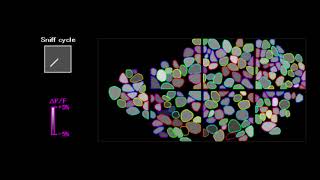 Oscillation phases of glomeruli in the olfactory bulb of a mouse [upl. by Jurdi891]