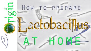 How to prepare Lactobacillus Lactic Acid Bacteria at home and make cheese in the process 2 [upl. by Lanos]