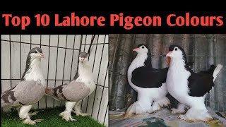 Top 10 Different Colours Labore Pigeons  Fancy pigeons 2024 [upl. by Ulberto743]