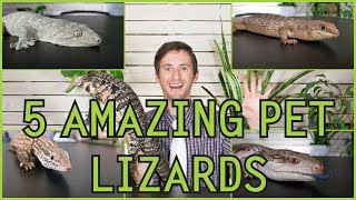 Five of the Best Pet Lizards You Could Possibly Get [upl. by Aivatal]