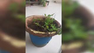 Plant Care Vlog  Mint Plant plant💐 [upl. by Knowland]