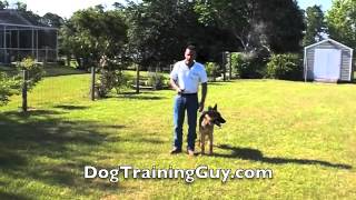 E Collar Training With 6 month Old German Shepherd Puppy [upl. by Ybroc472]