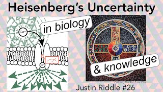 26  Heisenbergs Uncertainty in biology amp knowledge [upl. by Eloise]