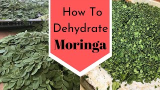 How to Dehydrate Moringa and make Moringa Powder Recipe  Dry Moringa Leaves [upl. by Hirz]