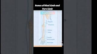 Bones of hind limb and fore limb [upl. by Enimajneb]