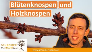 Blütenknospen und Holzknospen unterscheiden  wichtig für den Obstbaumschnitt [upl. by Rew134]