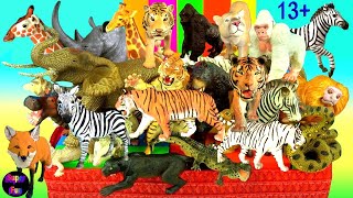 Animals  Lion Tiger Elephant Zebra Giraffe Hippo Rhino Crocodile Gorilla Bear Snake 13 [upl. by Htenay]