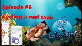 How i plan to cycle my reef tank with Bacteria and a frozen shrimp [upl. by Zipnick208]