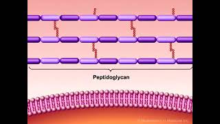 Bacterial cell wall synthesis bacteria cellwall lecture pharmacy doctorj [upl. by Forster]