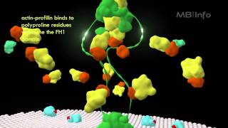 Formin mediated actin nucleation and filament assembly [upl. by Eilla926]