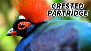 Crested Partridge Facts a SHRILL Voiced Bird  Animal Fact Files [upl. by Tsew731]