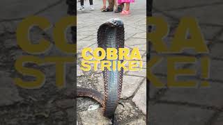 COBRA STRIKE Snake Charmers of Marrakesh [upl. by Airretnahs]