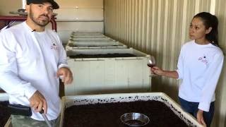 Doffo Winery Punching Down the Wine [upl. by Abijah]