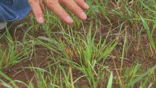 Prescribed Burning for Pasture Management [upl. by Lynelle]