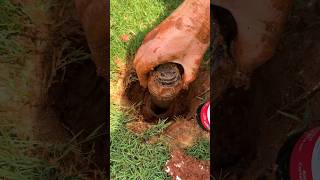 Replace Sprinkler Head in 5 Mins  Easy DIY Fix [upl. by Diantha]