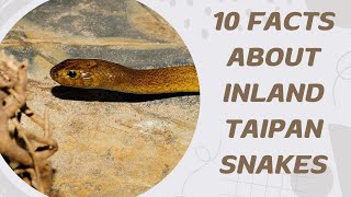 10 Facts About Inland Taipan Snakes [upl. by Aicilet]