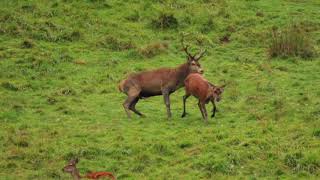 Brame du cerf en Pays dAspet N°5 le 30 septembre 2017 [upl. by Erde]