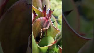 An exotic plant with spear tipped nectar spoons Heliamphora chimantensis rareplants nature [upl. by Oiziruam]