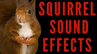 WHAT DOES A SQUIRREL SOUND LIKE  Squirrel Sound Effects  maktubytv [upl. by Eihtak311]