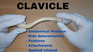 Clavicle Bone Demonstration  Anatomical Position  Attachments  Applied [upl. by Curcio]