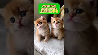 DUNIA HEWAN KREEN DENGAR MUSIK GOYANG KEPALA kucing shorts shortsviral shortsvideo shortsfeed [upl. by Hitchcock]