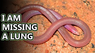 Worm Lizard facts The Wormlike Reptile  Animal Fact Files [upl. by Neladgam]