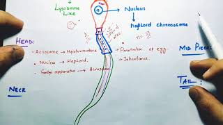 Structure of Human Sperm  Structure of Sperm cell I Structure and function of SpermDr samcrest [upl. by Augustin]