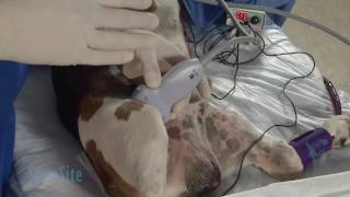 Ultrasound Guided Femoral Nerve Block in a Dog Part 2 of 3 [upl. by Wey591]