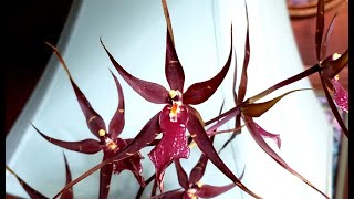 Eight Interesting Orchids [upl. by Jaffe484]