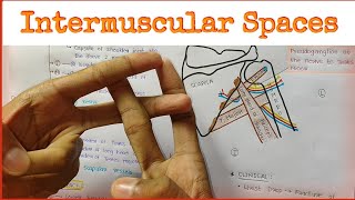 Intermuscular Spaces  Subscapular Spaces [upl. by Vin]