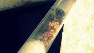 Ameisen  Lasius niger Videobericht 03 [upl. by Augustine]