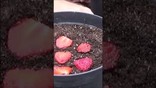 Tuto jardinage Fraises Comment faire un semis fraisier shortsyoutube [upl. by Haelem]