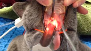 Feline Nasopharyngeal Stenosis Dilation [upl. by Eneirda]