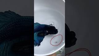 BETTA FISH 🐠 KA BABY 🐣  betta fish giving birth bettafish aquarium petsvlog petfish fish [upl. by Keverne]